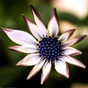 Meet your Posher, Humberto