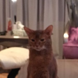 Meet your Posher, Irina