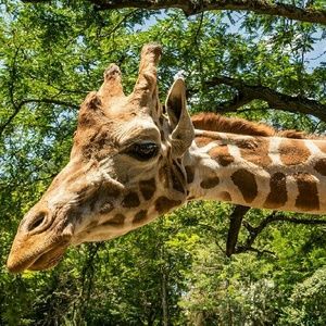 Meet your Posher, Carol