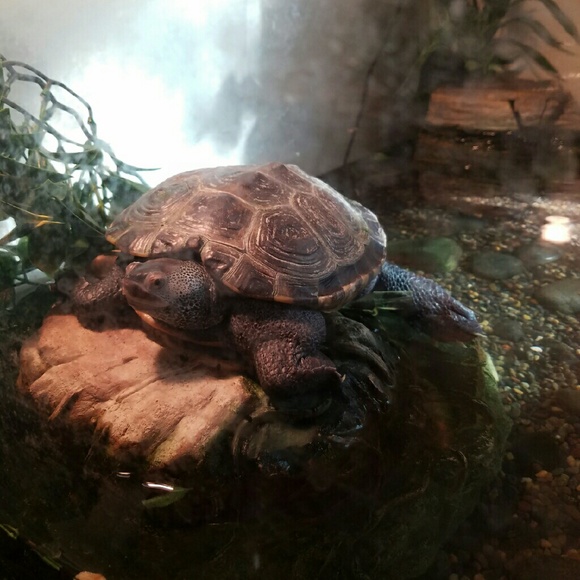 Meet your Posher, Alexie (thats Dino actually) - Picture 1 of 1