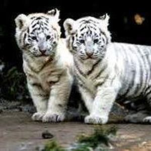 Meet your Posher, Patti