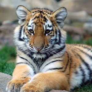 Meet your Posher, Joannie