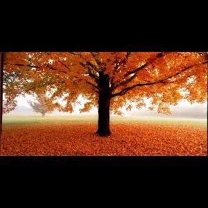 💰 ¡Make an Offer! 💰