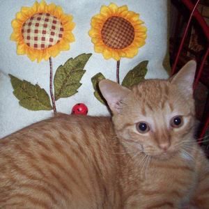 Meet your Posher, Carol