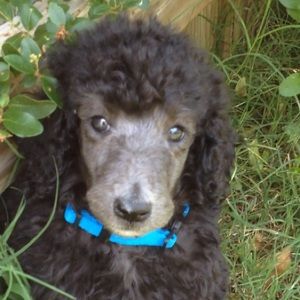 Meet your Posher, Anna