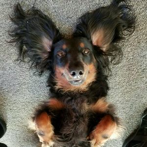 Meet your Posher, Anne