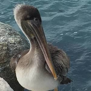 Meet your Posher, Jan