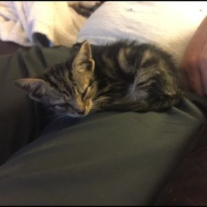 Meet your Posher, Constance