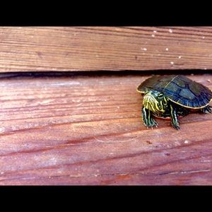 Meet your Posher, Dylan