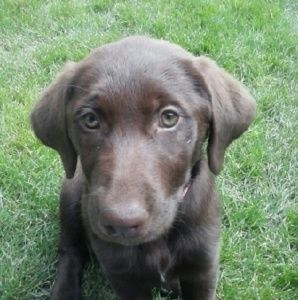 Meet your Posher, Brittany