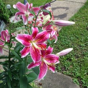 Meet your Posher, Freda