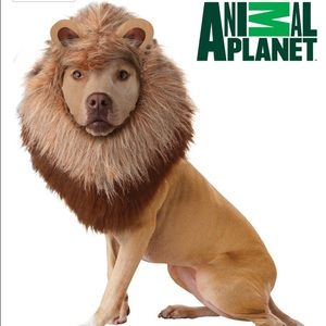 Dog lion's mane Halloween costume