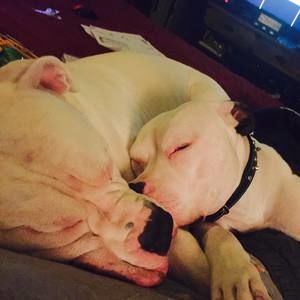 Meet your Posher, Renee