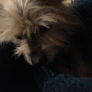 Meet your Posher, Maggie