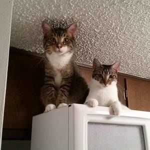 Meet your Posher, Maureen