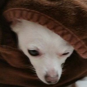 Meet your Posher, Rene