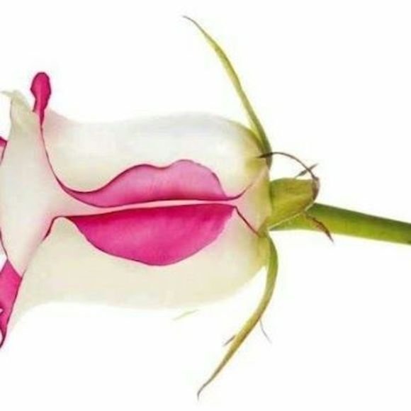 Meet your Posher, Alina