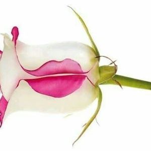 Meet your Posher, Alina