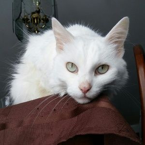 Meet your Posher, Ashley