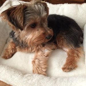 Meet your Posher, Mia