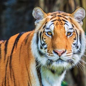 Meet your Posher, Deborah