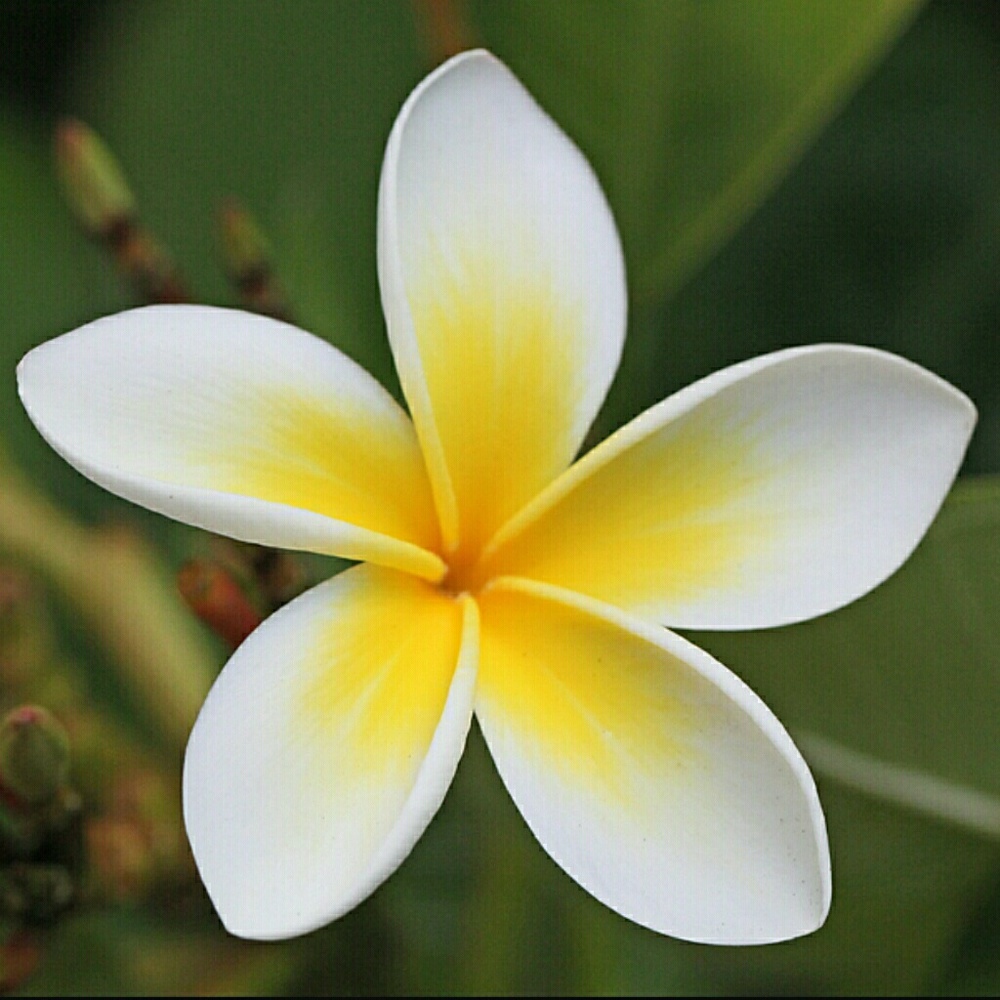 Meet your Posher, Denise