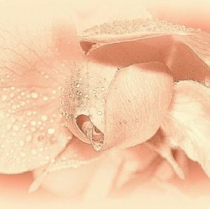 Meet your Posher, Ashton