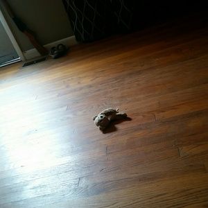 Meet your Posher, Joyce