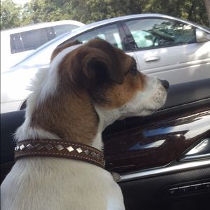 Meet your Posher, Codie