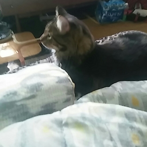 Meet your Posher, Kyra - Picture 1 of 1