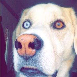 Meet your Posher, Danielle