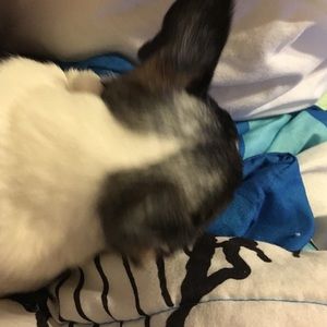 Meet your Posher, Phoebe