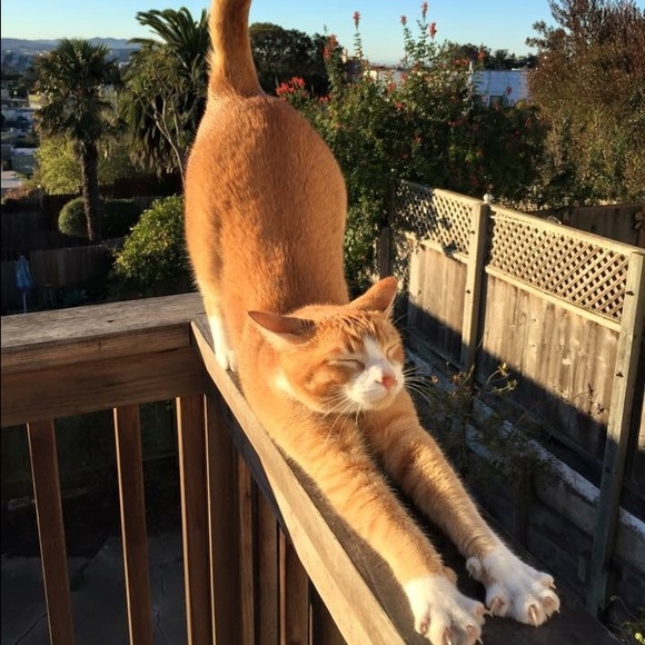 Meet your Posher, Laura - Picture 3 of 3