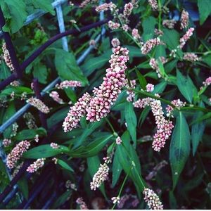 Meet your Posher, Missy