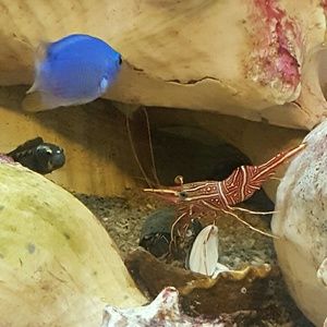 Meet your Posher, Dawn