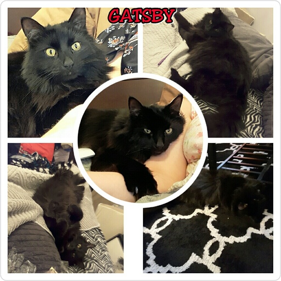 😻LAURA'S CHAT ROOM😻NEW GATSBY PICS ADDED😻 - Picture 2 of 4