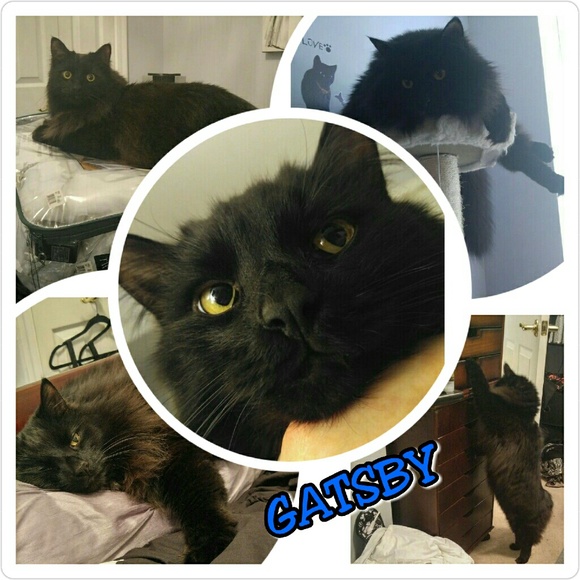 😻LAURA'S CHAT ROOM😻NEW GATSBY PICS ADDED😻 - Picture 3 of 4