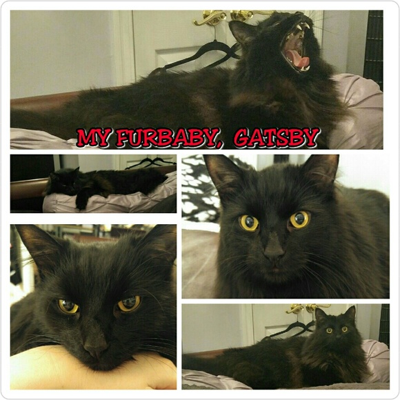 😻LAURA'S CHAT ROOM😻NEW GATSBY PICS ADDED😻 - Picture 4 of 4