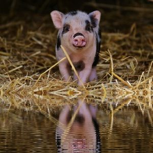 Meet your Posher, Maryssa