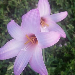 Meet your Posher, Janelle