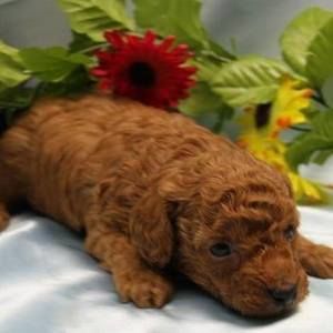 Meet your Posher, Sandi