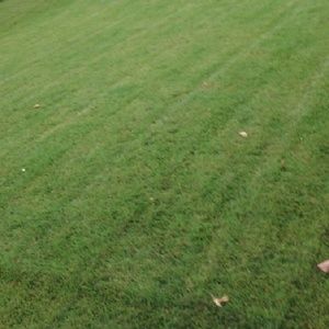 Meet your Posher, Darnell