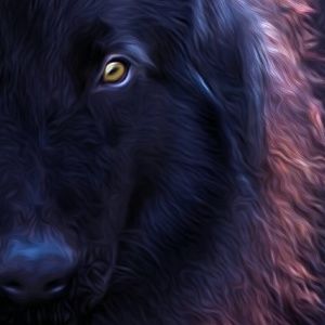 Meet your Posher, Raul