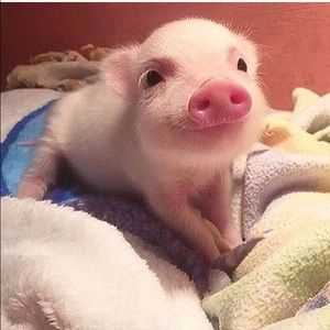 Meet your Posher, Ivette