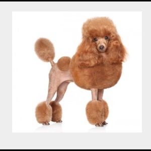 Meet your Posher, Carol ann