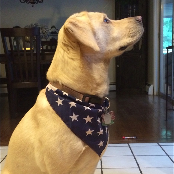 Meet your Posher, Ricky - Picture 1 of 1