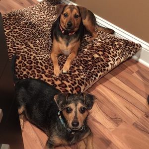 Meet your Posher, Bailey