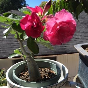 Meet your Posher, Mina