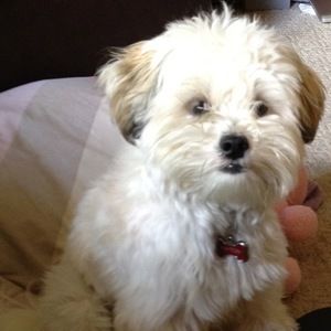 Meet your Posher, Abby