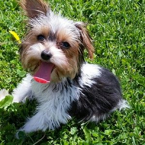 Meet your Posher, Brandi